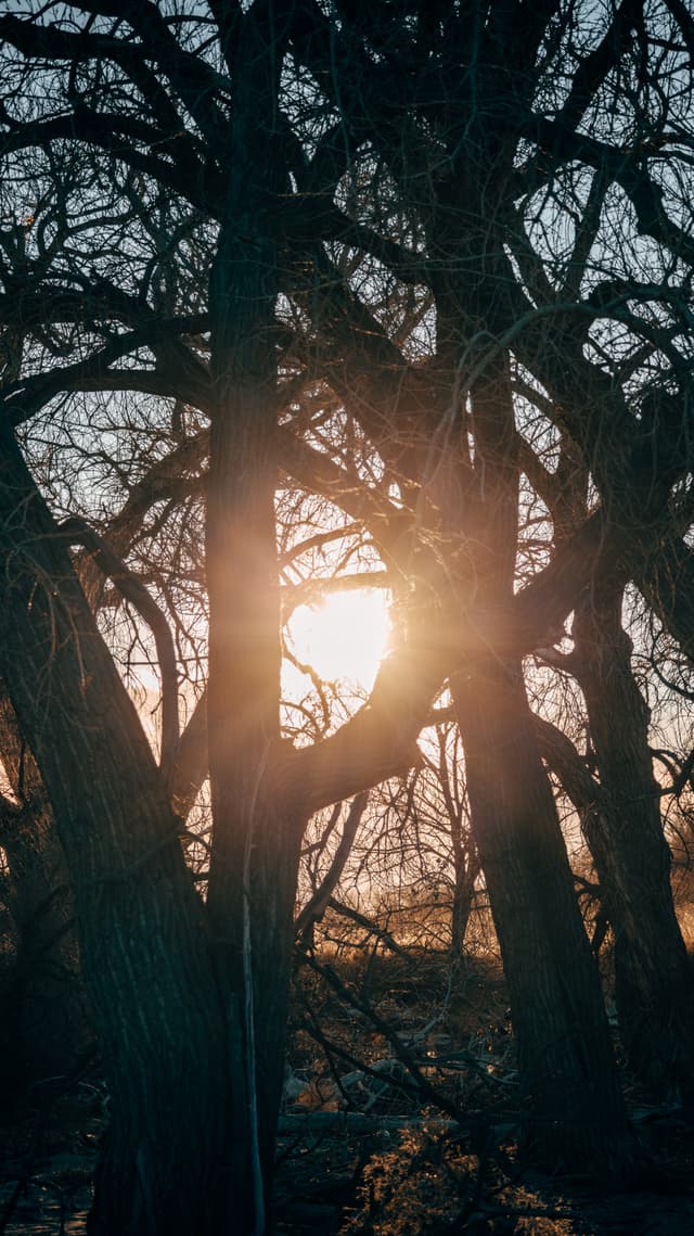 Trees & Sun