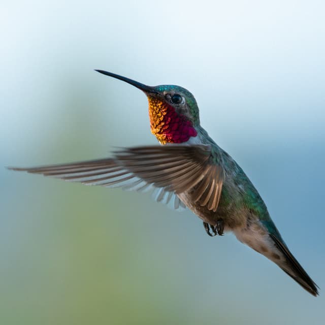 Broad-Tailed