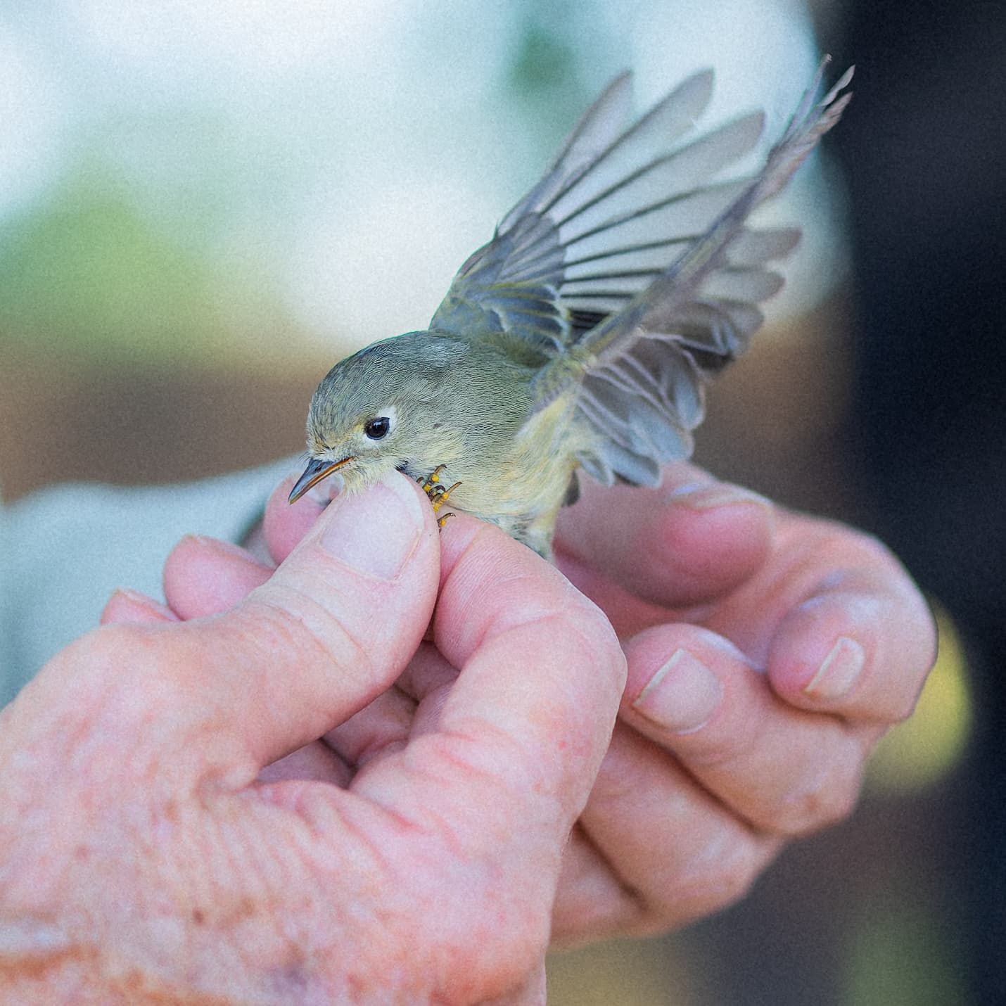 Flycatcher