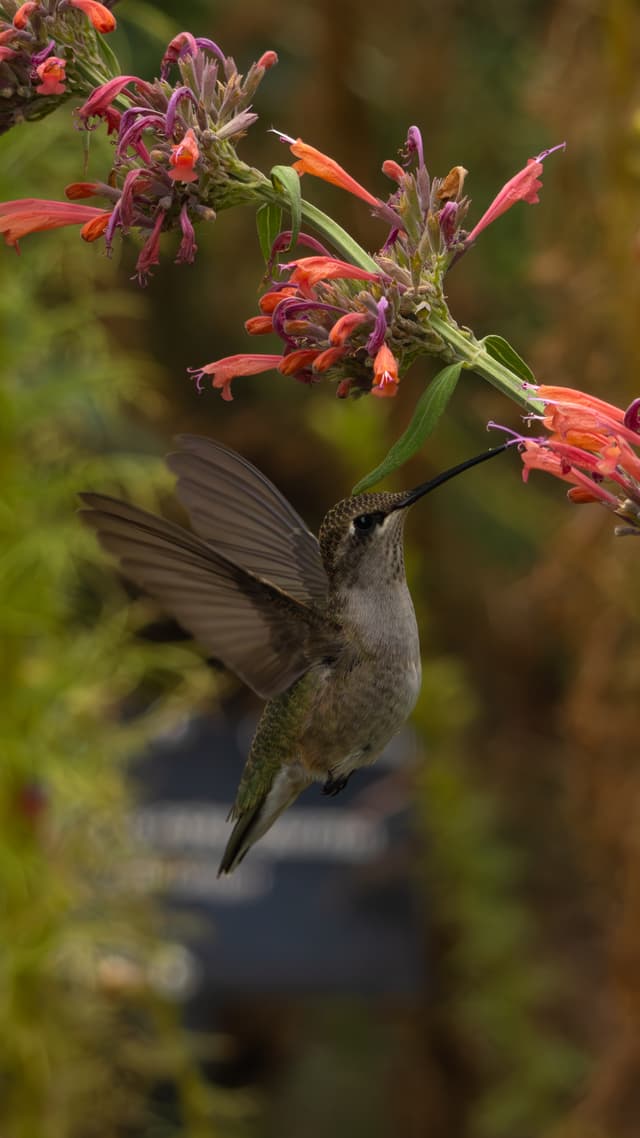 Hummingbird