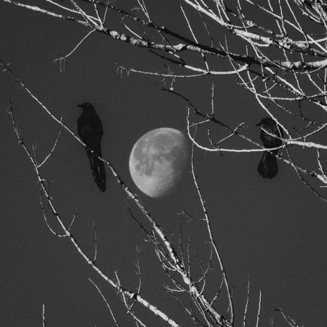 Birds & Moon