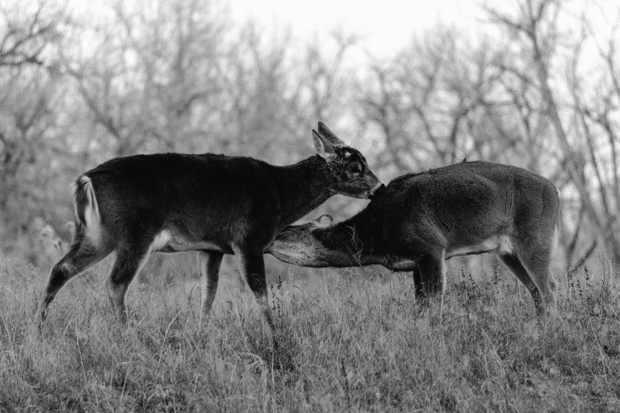 Deer embrace