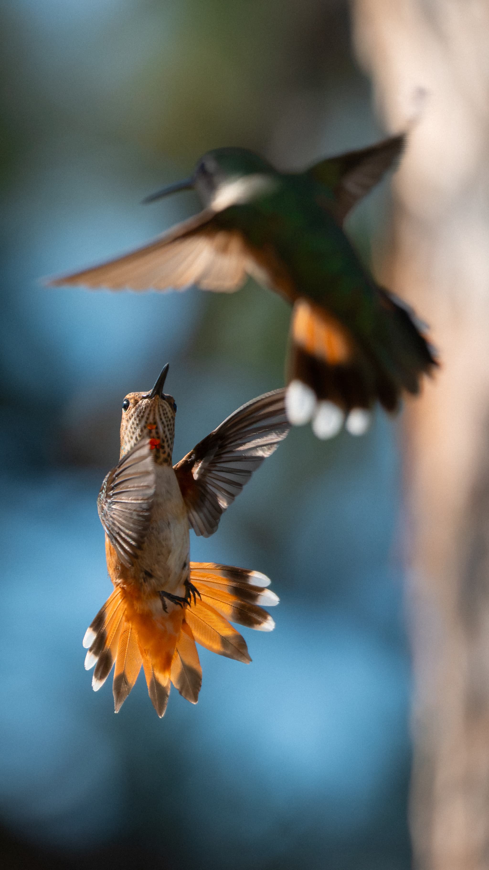 Rufous