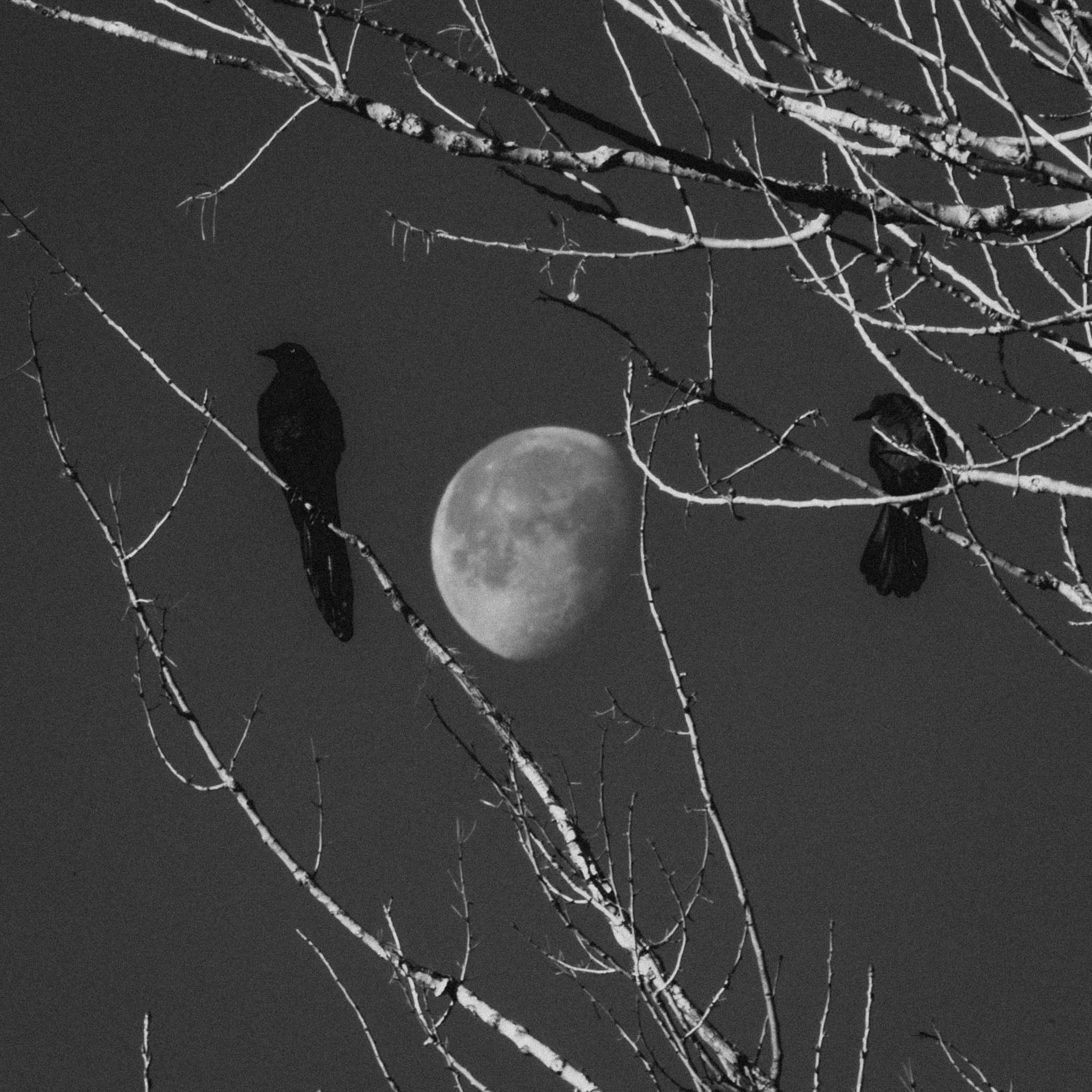 Birds & Moon